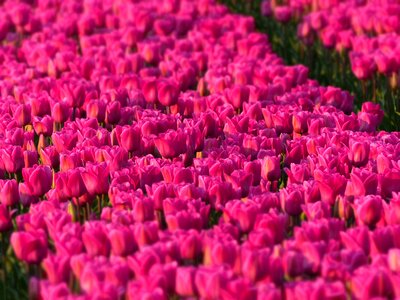 Pink tulip fields flower
