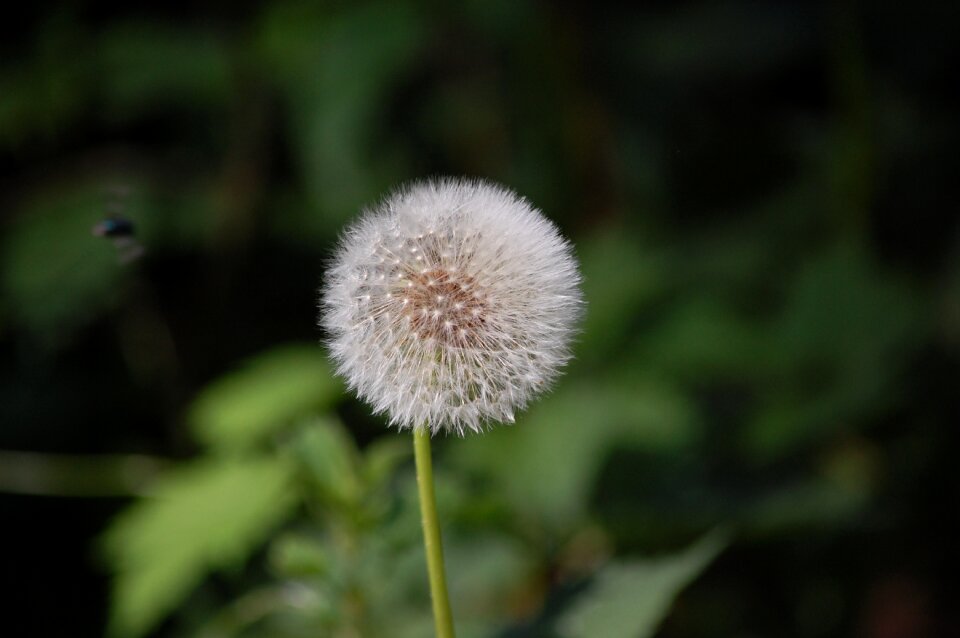 Fluff macro close up