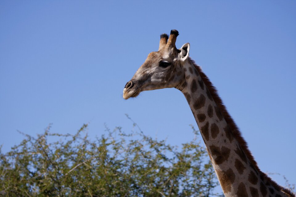 Africa animals safari