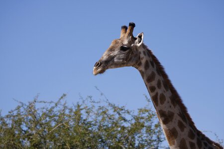 Africa animals safari photo