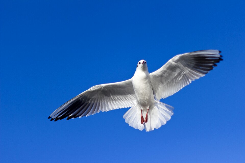 Fly wildlife flight