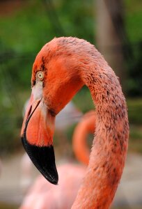 Pink feather beak