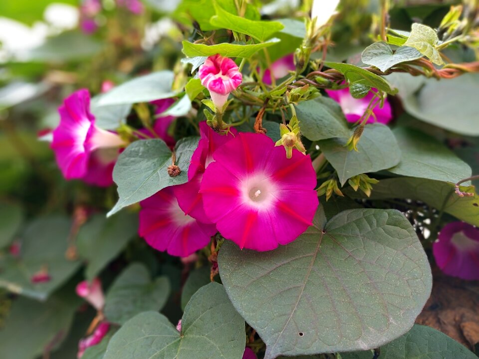 Morning glory plants nature