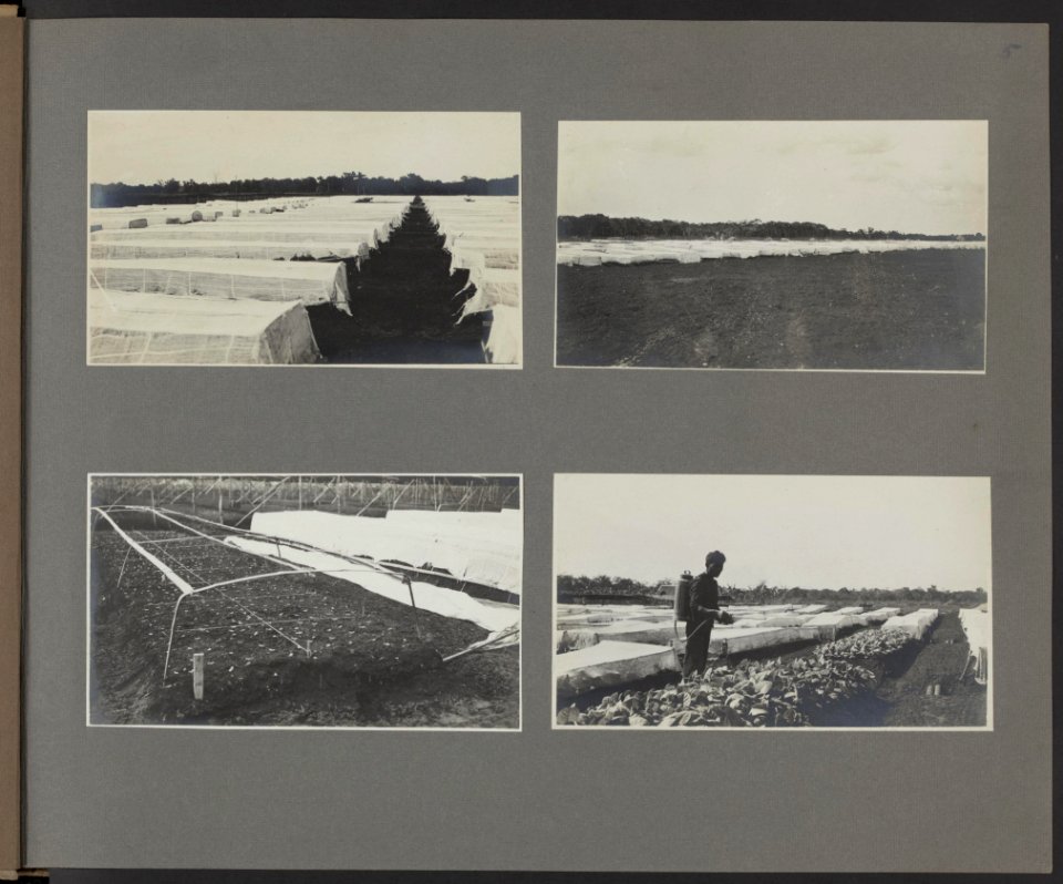 Klamboes hangen over de zaadbedden ter bestrijding van ongedierte (lb, rb, lo) , Bestanddeelnr 830 06