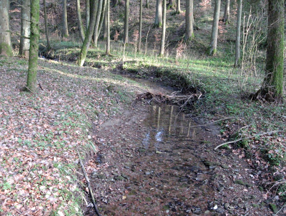 Klingenbach (Gruppenbach), Blick talauf nach ESE an der Mündungslichtung