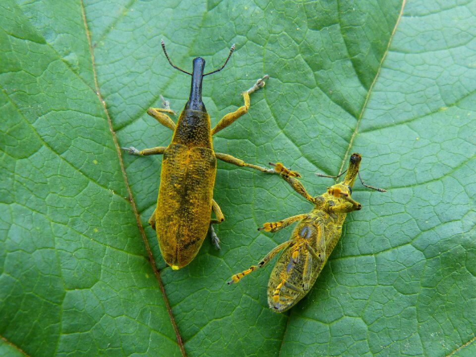 Beetle mallows weevil morrut