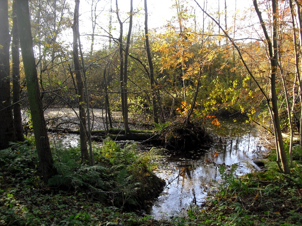 Klausheide-Apels Teich-3