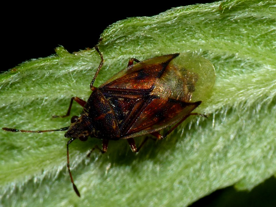 Kleidocerys privignus - Koekange20150705 i615
