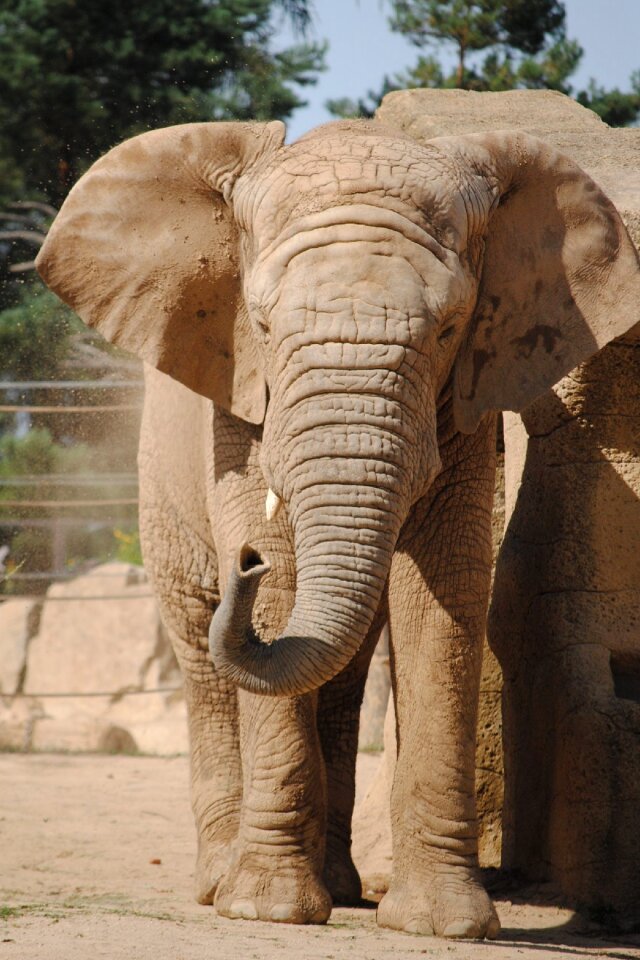 Zoo dust animal