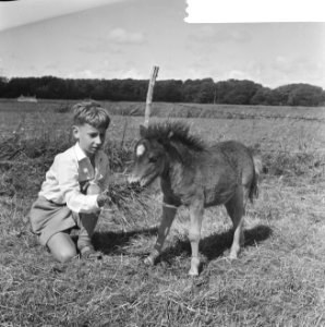 Kleinste pony ter wereld in Leidsedam, de zoon met de pony, Bestanddeelnr 916-6055