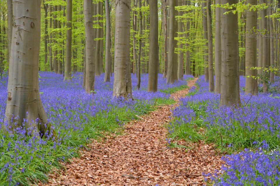 Wild hyacinth forest colors photo