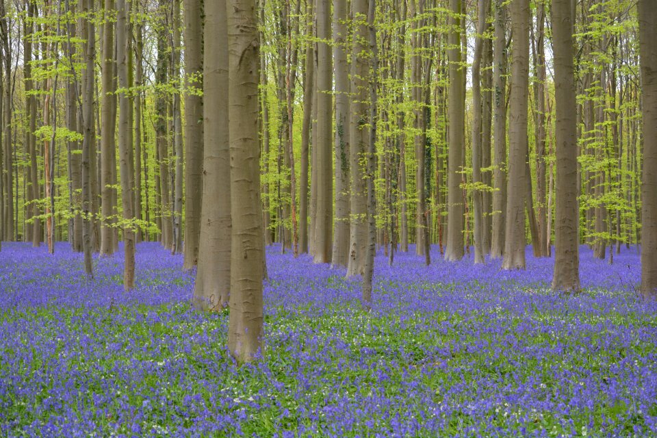 Wild hyacinth forest colors