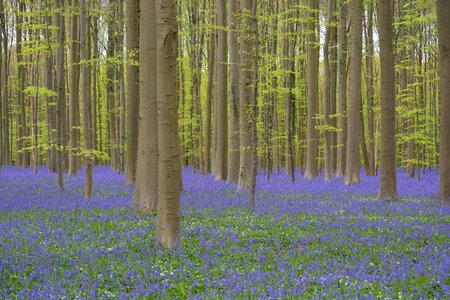 Wild hyacinth forest colors photo