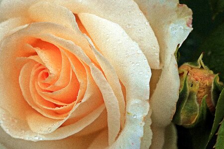 Rose petals orange petal of a rose