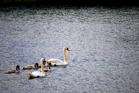 Swan family lake photo