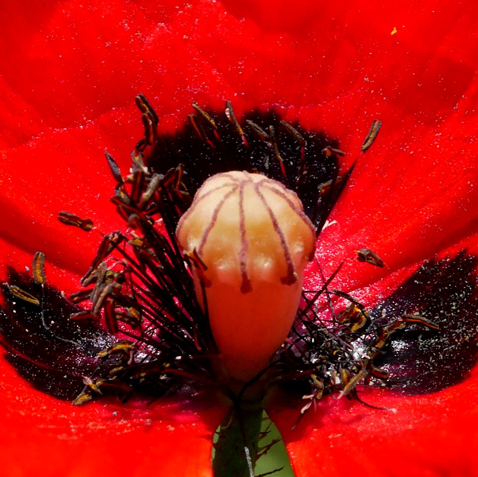 Klatschmohn Stempel Staubbeutel
