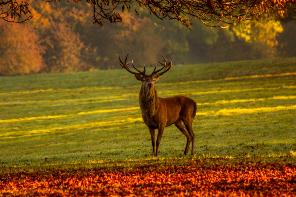 Deer mammal brown nature