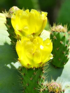 Cactus prickly pear shovels photo