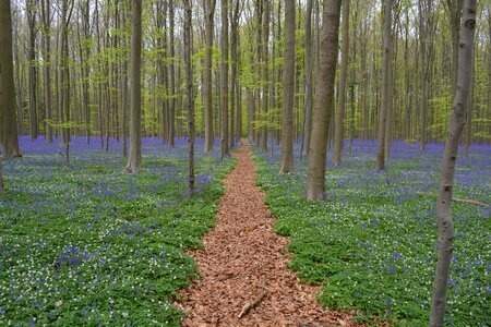 Wild hyacinth forest colors photo