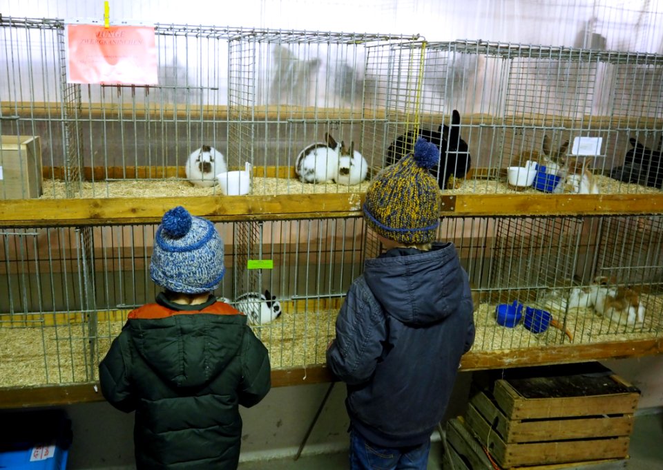 Kleintiermarkt Buchloe, Hasen mit Besucherkindern