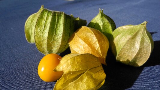 Plant dessert berry