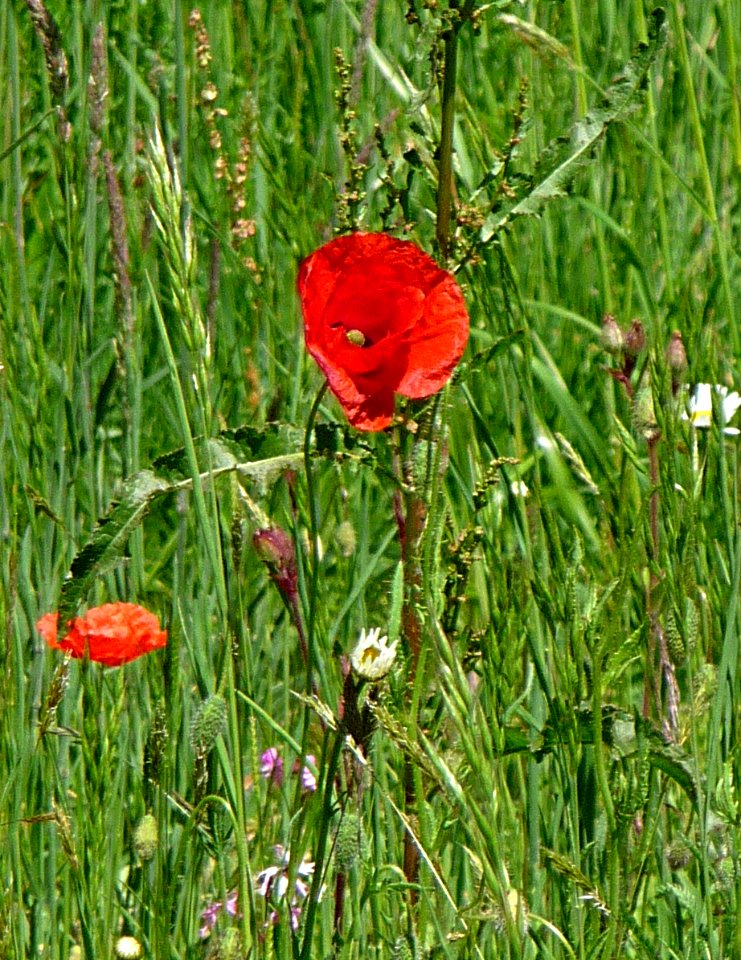Klatsch-Mohn Kohlbruck
