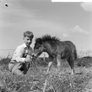 Kleinste pony ter wereld in Leidsedam, de zoon met de pony, Bestanddeelnr 916-6053