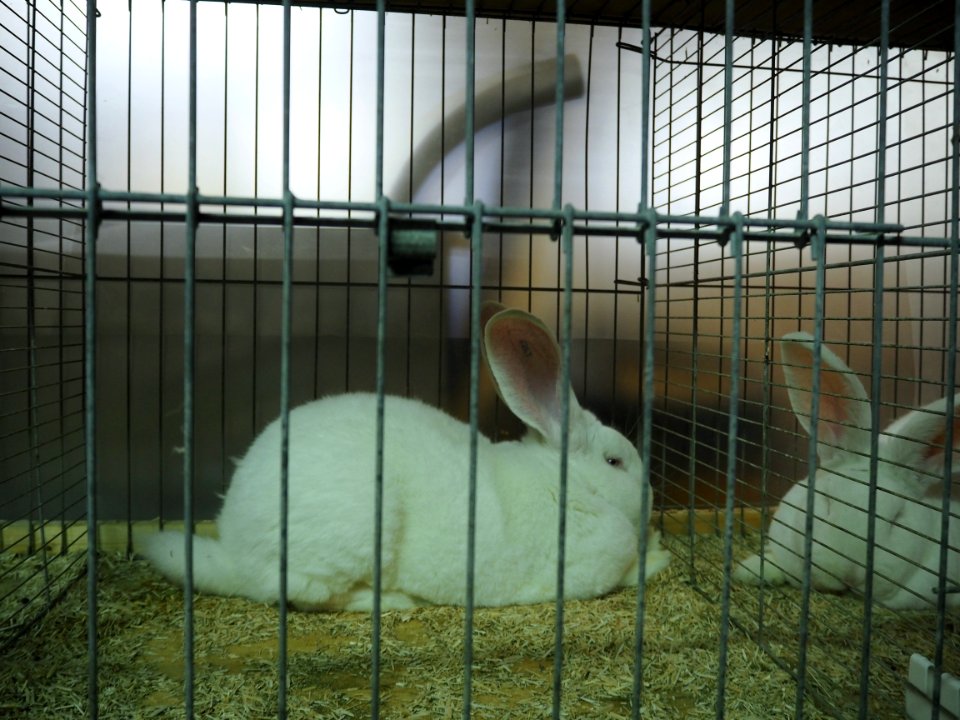 Kleintiermarkt Buchloe, Hasen im Kaefig
