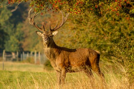 Mammal male hunting
