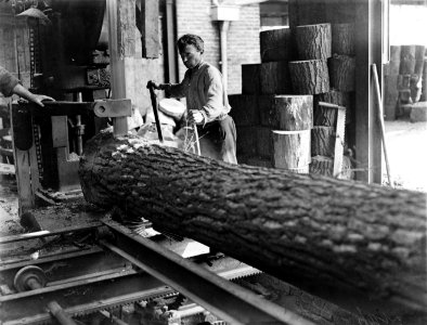 Klompenmakerij Gebr Van der Velde in Best, het zagen van een boomstam, Bestanddeelnr 252-0759