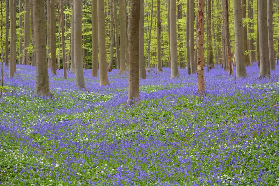 Wild hyacinth forest colors photo