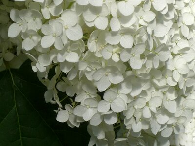 Hydrangeas romance summer