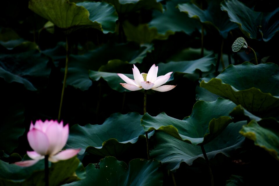 Lotus summer canton