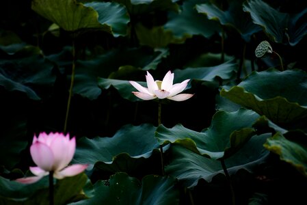 Lotus summer canton