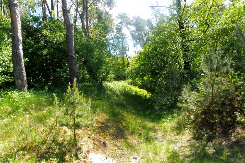 Klausheide - Apels Teich - 6