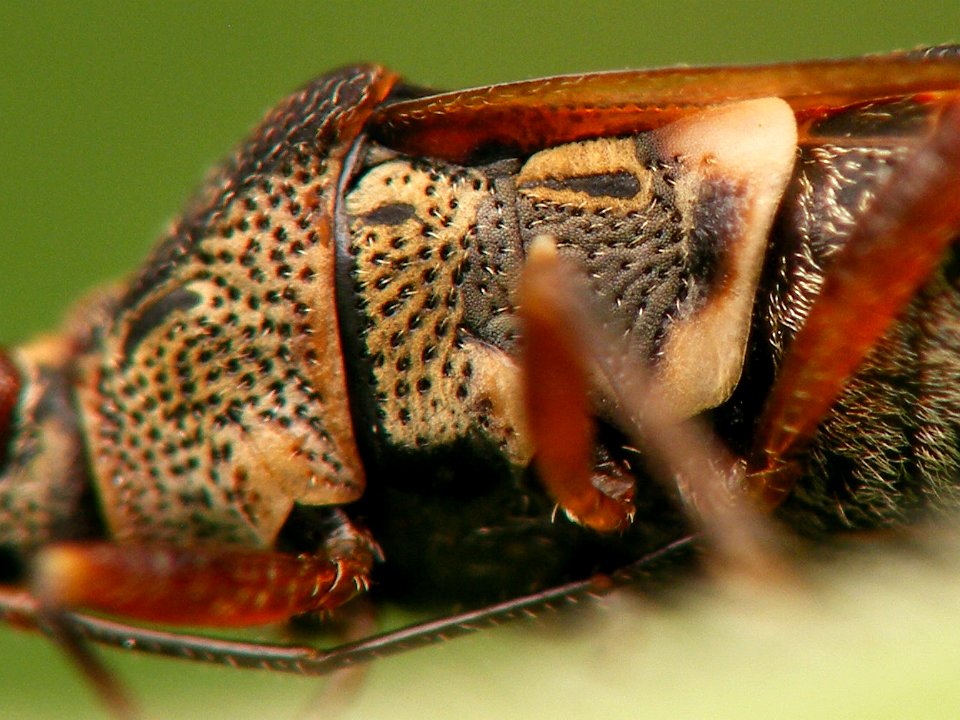Kleidocerys privignus - Koekange20150705 i516