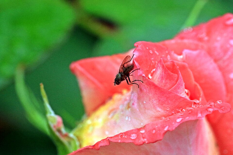 Blue bottle fly macro garden