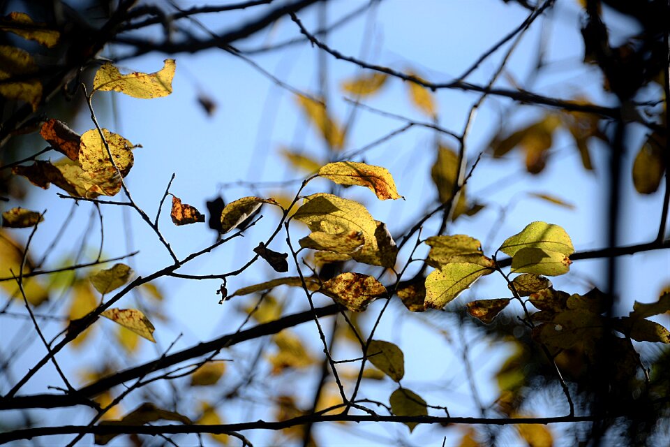 Sky transience tree