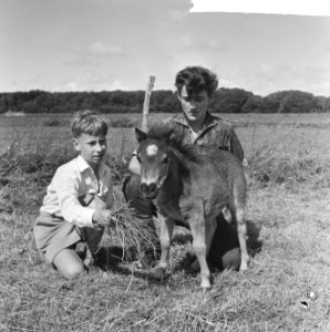 Kleinste pony ter wereld in Leidsedam, de zoon met de pony, Bestanddeelnr 916-6054