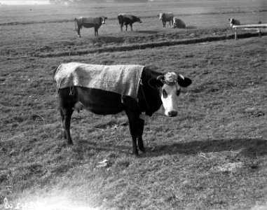 Kleding voor het vee in de wei, Bestanddeelnr 902-4218