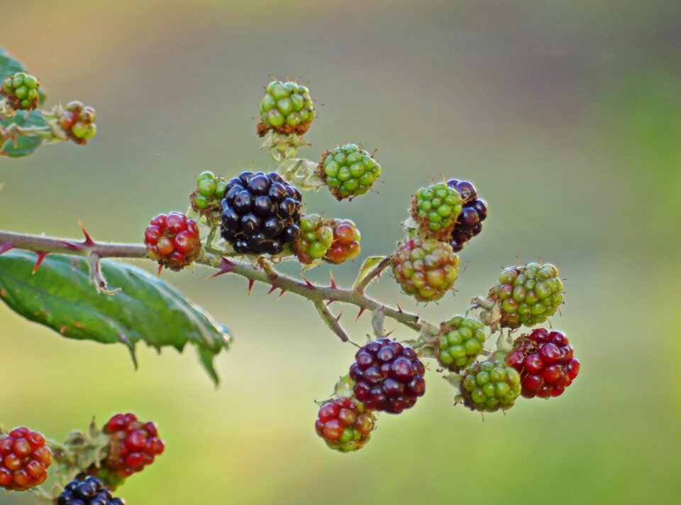 Bramble fruit prickly