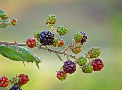 Bramble fruit prickly
