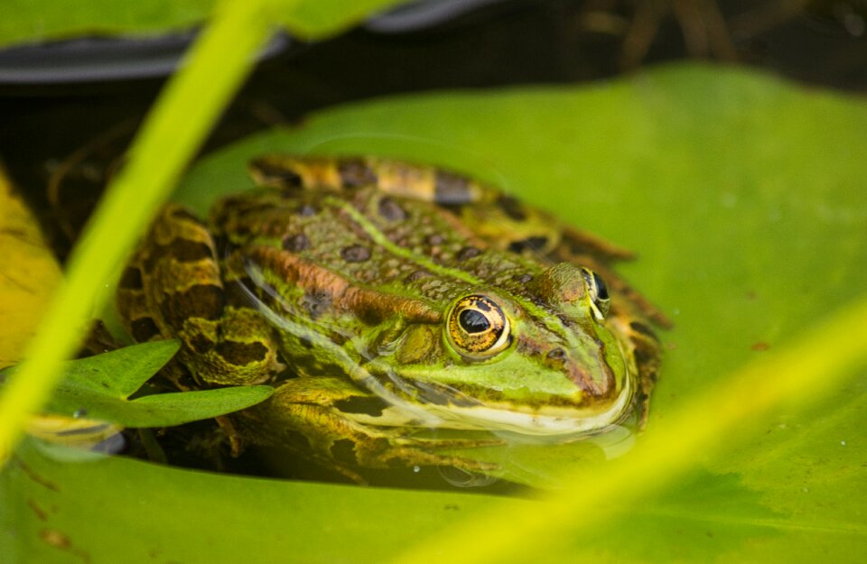 Water water frog nature