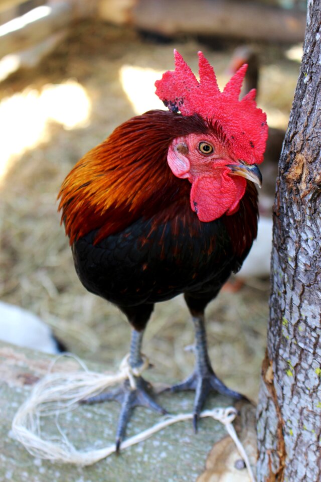 Farm poultry animal