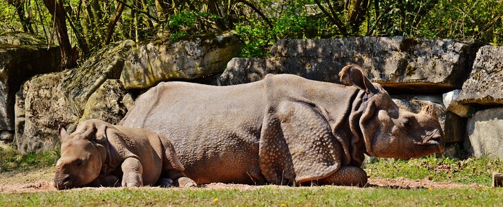 Wild animal mammal nature