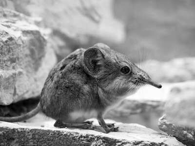 African mouse long nose mammal