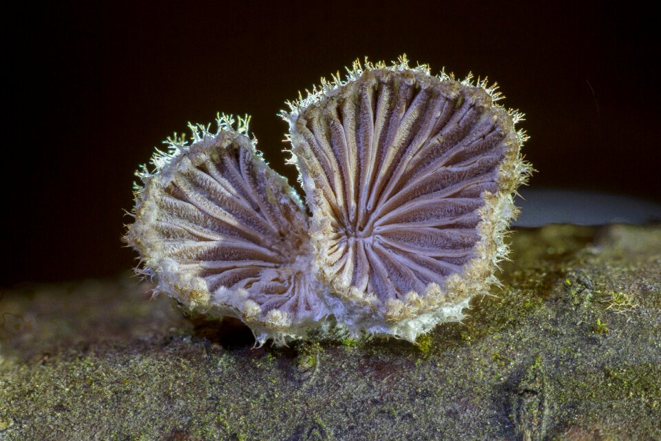 Tree fungus fungus plant
