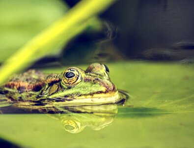 Water water frog nature photo