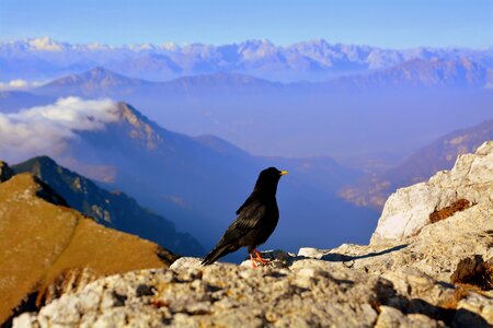 Rock beak nero