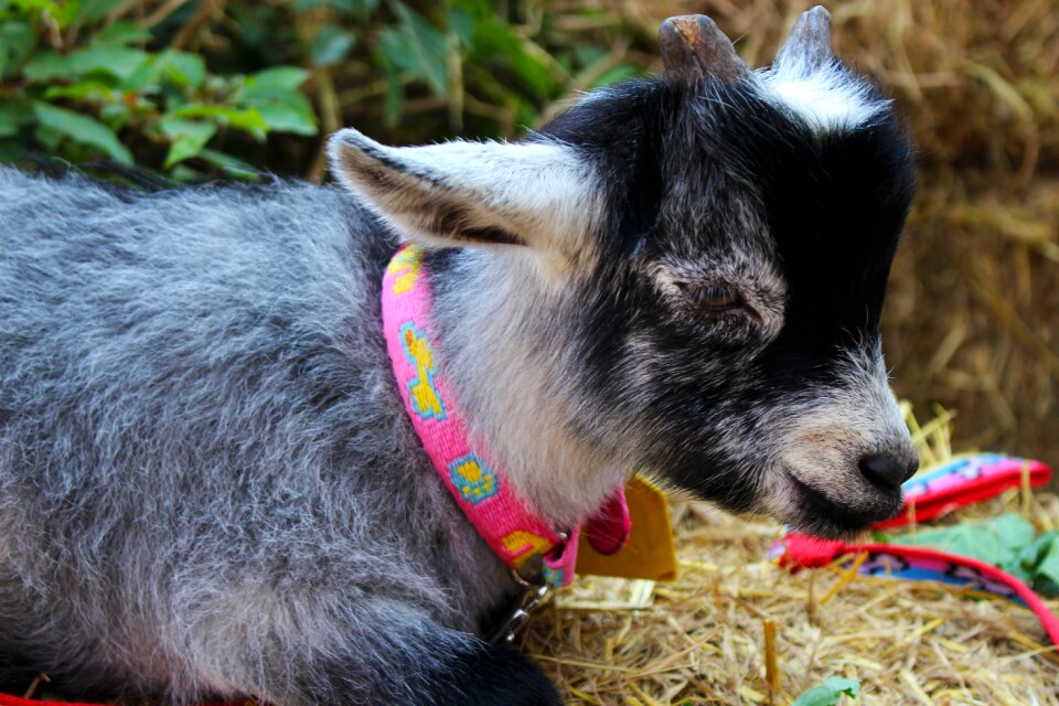 Nature livestock pet